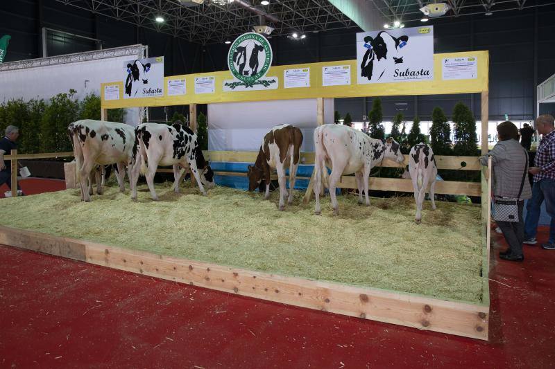 Fotos: Feria de San Antonio en Gijón