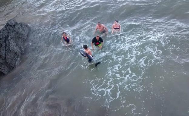 Varios bañistas intentan evitar que el delfín muera. 