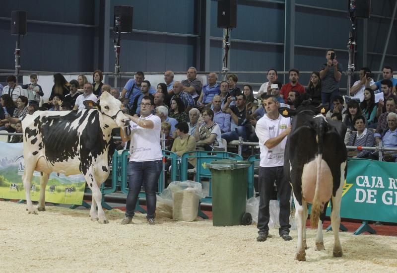 La ganadería gozoniega Badiola vuelve a alzarse con el primer premio de raza Frisona