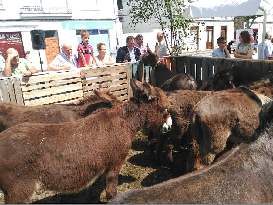 Fotos: XIII Domingo de Mercado en Boal