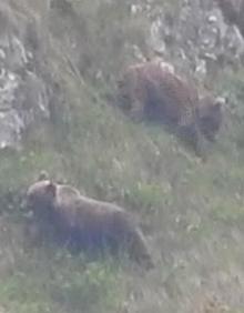 Imagen secundaria 2 - Somiedo, donde los osos se dejan ver