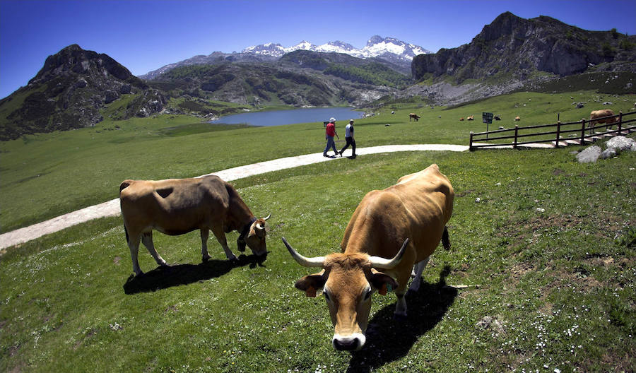 Picos de Europa (Asturias, Cantabria y León). El Parque Nacional de la Montaña de Covadonga, el primero de España, se creó el 22 de julio de 1918 con algo menos de 17.000 hectáreas que se han ampliado hasta su más de 67.000 actuales. En la actualidad, este enclave natural, dominado por la mayor formación caliza de la Europa Atlántica, es uno de los más visitados de España.