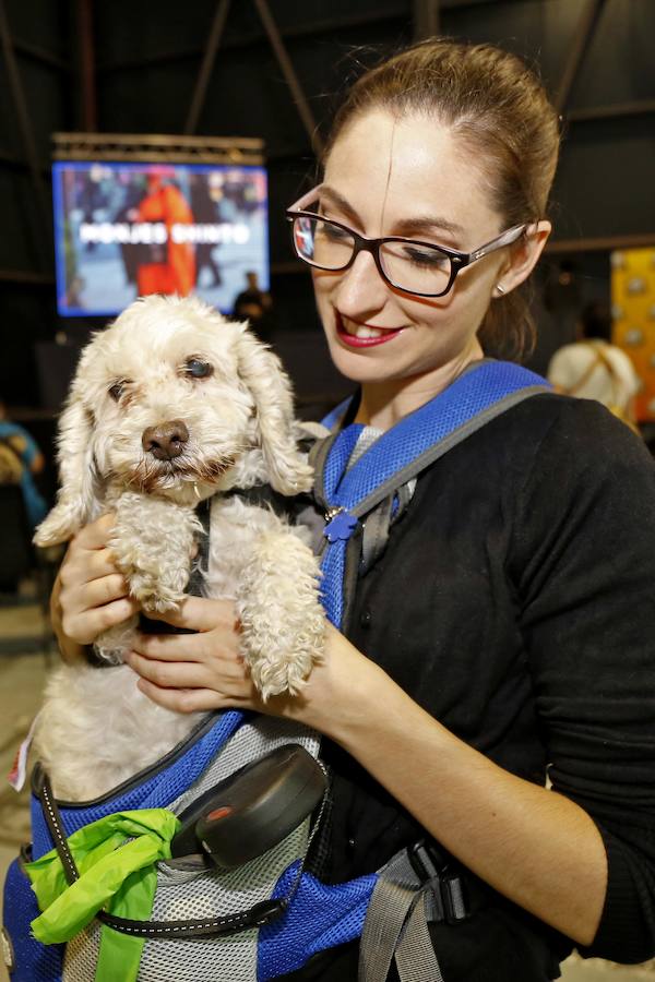 El festival Metrópoli ha celebrado su primera 'comic-dog', en la que numerosos seguidores de superhéroes y sus perros han compartido disfraces y aventuras. 