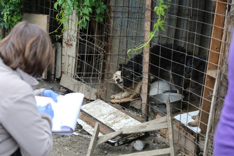 La Policía Local de Avilés desaloja una finca de La Luz en la que estaban hacinados 147 perros
