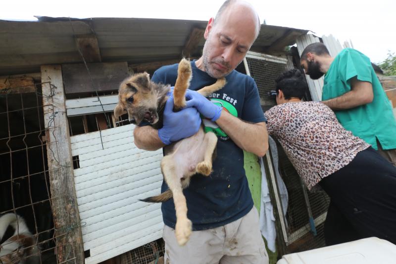 La Policía Local de Avilés desaloja una finca de La Luz en la que estaban hacinados 147 perros