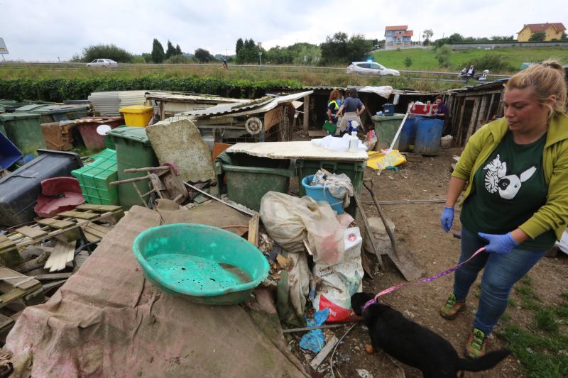 La Policía Local de Avilés desaloja una finca de La Luz en la que estaban hacinados 147 perros