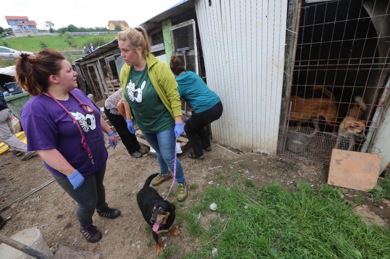 La Policía Local de Avilés desaloja una finca de La Luz en la que estaban hacinados 147 perros