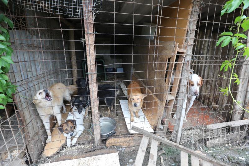 La Policía Local de Avilés desaloja una finca de La Luz en la que estaban hacinados 147 perros