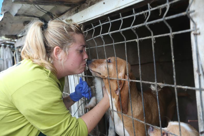 La Policía Local de Avilés desaloja una finca de La Luz en la que estaban hacinados 147 perros