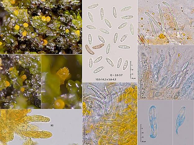 Diferentes imágenes del nuevo hongo, cedidas por los autores del artículo. 