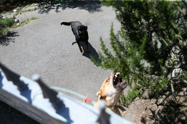 Dos de los perros que atacaron a Evangelista D. C., ayer por la tarde, junto al portón que da acceso a la vivienda. 