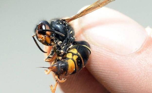 Fallece un hombre en Galicia por la picadura de una avispa velutina