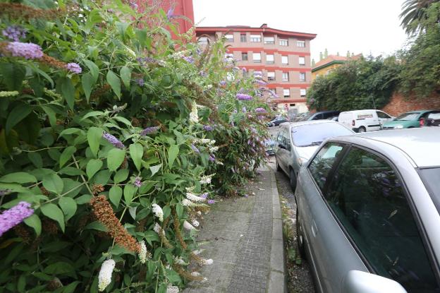 Exceso de maleza en la calle La Magdalena