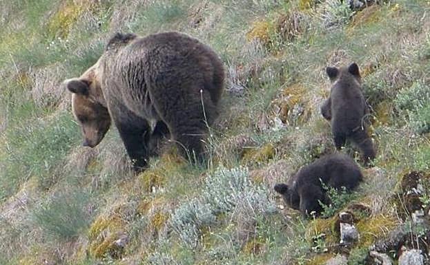 Agentes de la Guardia Civil rastrean la comarca de Liébana, en Picos de Europa, en busca del vecino de Turieno huido tras atrincherarse más de once horas