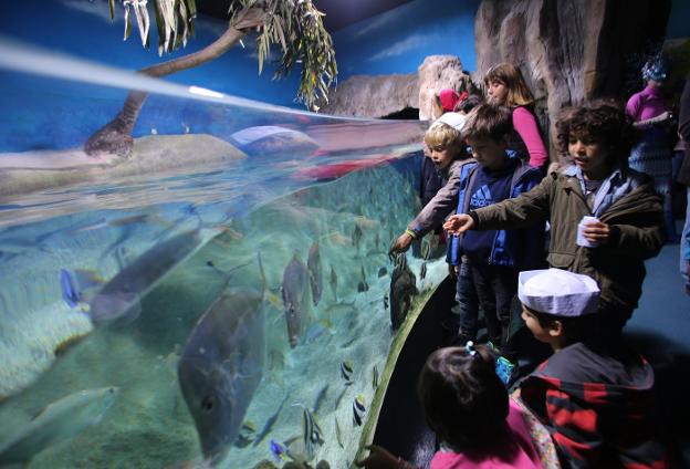 Una visita escolar al Acuario gijonés. 