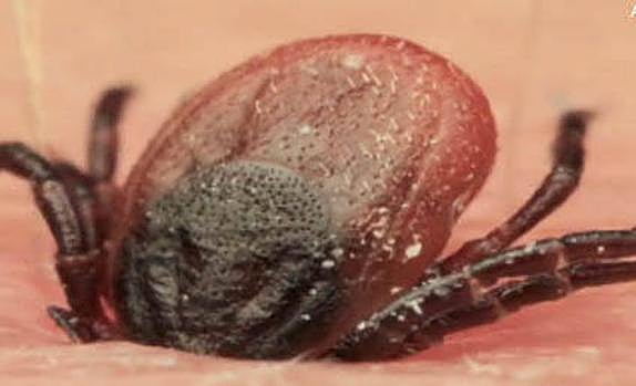 Fallece un hombre de 74 años por fiebre Crimea-Congo en Ávila