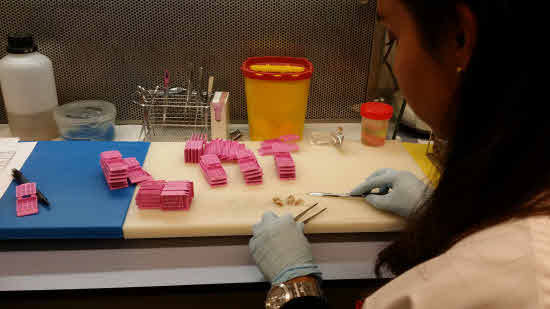 Foro del Laboratorio de Patología Molecular en el Centro de Investigación del Cáncer en Salamanca. 