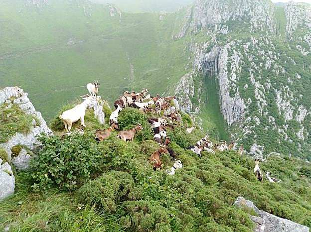 Reciella en la zona de Inguanzo, con un «lobo joven» entre los matorrales, bajo las cabras de la derecha . 