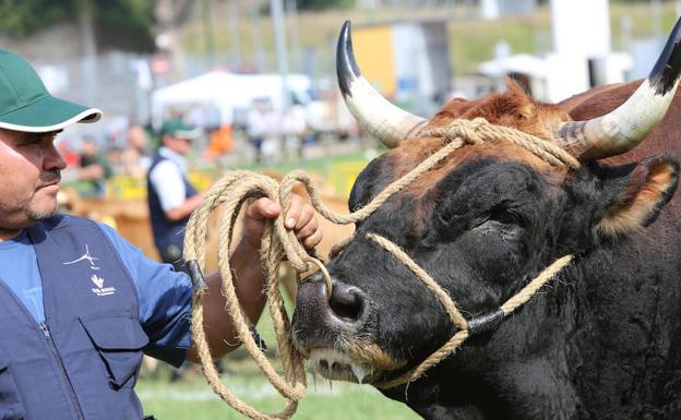 Una de las reses ganadoras en la pasada edición del concurso ganadero. 