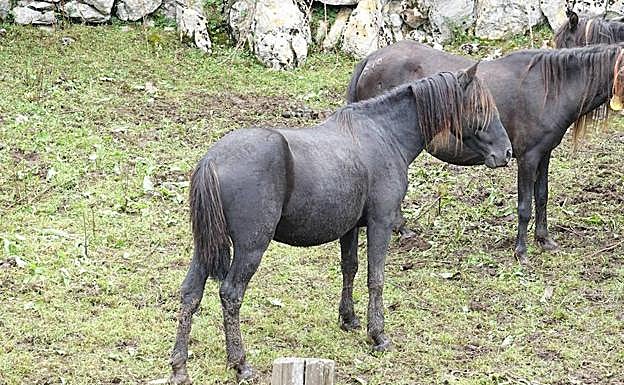 El asturcón 'Indomable', que nunca ha sido montado por jinetes debido a su bravura. 