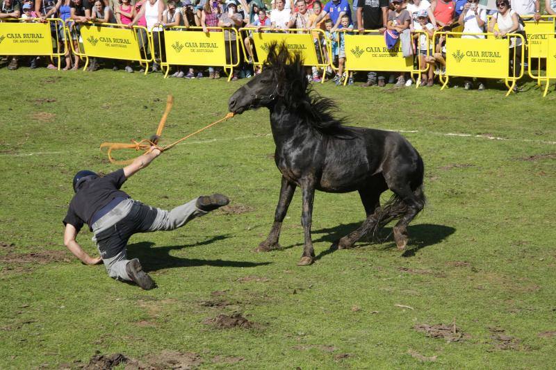 La fiesta del Asturcón volvió al Sueve en una calurosa jornada en la que 'Indomable' volvió a hacer honor a su nombre.