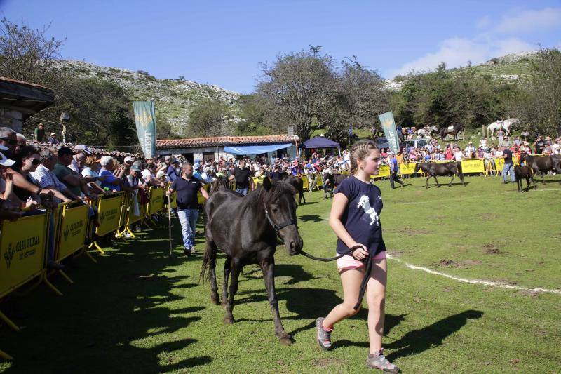 La fiesta del Asturcón volvió al Sueve en una calurosa jornada en la que 'Indomable' volvió a hacer honor a su nombre.