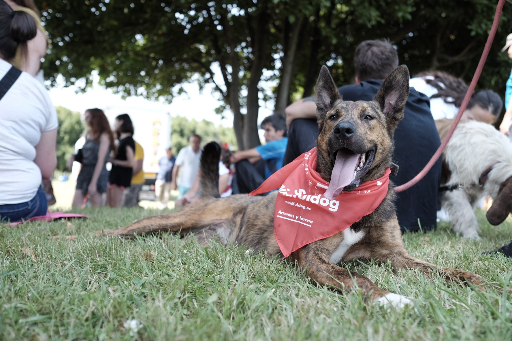 19 perros, del albergue de Serín, con pañuelo rojo sobre el cuello, a los que se busca un hogar, desfilaron por el recinto habilitado en Los Pericones, donde el barrio de Contrueces celebra su fiesta