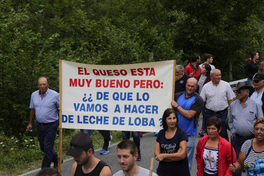 Centenares de ganaderos de la comarca oriental, hartos de los continuos ataques del lobo a sus animales, han cortado la carretera entre el aparcamiento de Obar y Poncebos para reclamar soluciones efectivas