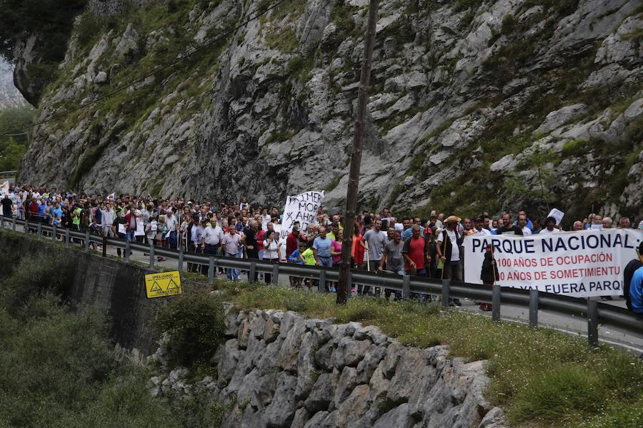 Centenares de ganaderos de la comarca oriental, hartos de los continuos ataques del lobo a sus animales, han cortado la carretera entre el aparcamiento de Obar y Poncebos para reclamar soluciones efectivas