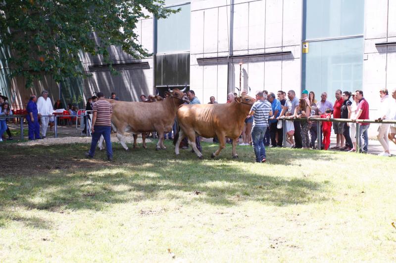 El 136º Certamen de Ganado de San Agustín exhibe seis centenares de reses en el pabellón de La Magdalena.