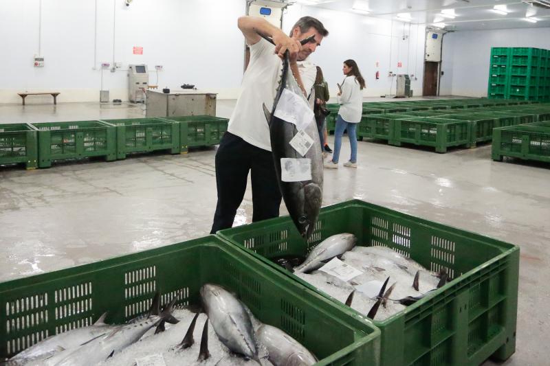 La subasta de más de 45.000 kilos de bonito en las rulas de Gijón y Avilés ha puesto fin a la campaña más corta de la historia. Cinco han sido los barcos que han desembarcado en Asturias, donde se ha alcanzado un precio máximo de nueve euros. 