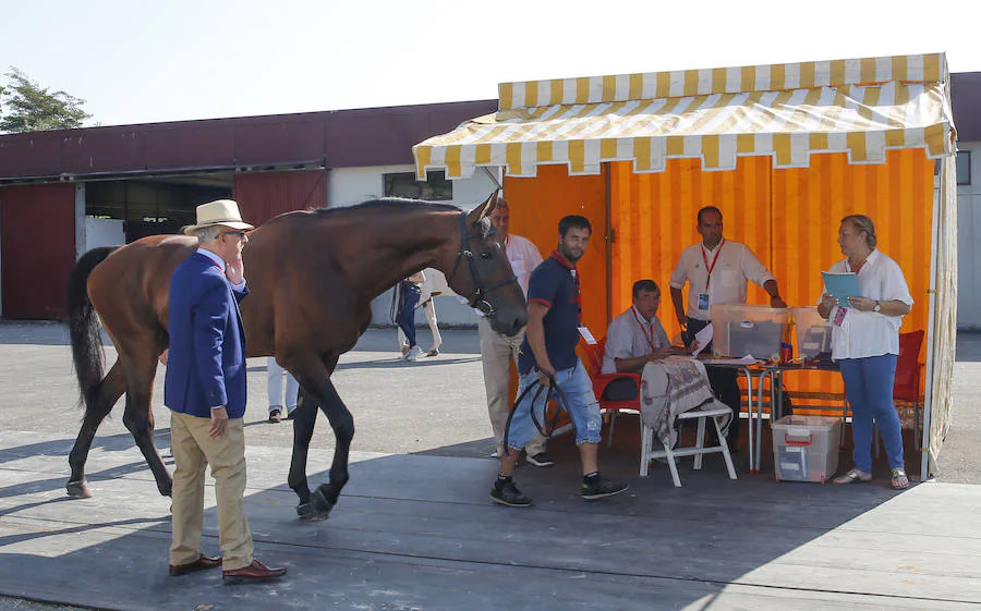 A pocas horas de que comience el CSIO 2018, el personal se afana para que todo esté listo en el recinto de Las Mestas. También los jinetes ponen a punto a sus caballos para evitar riesgos en la competición. 