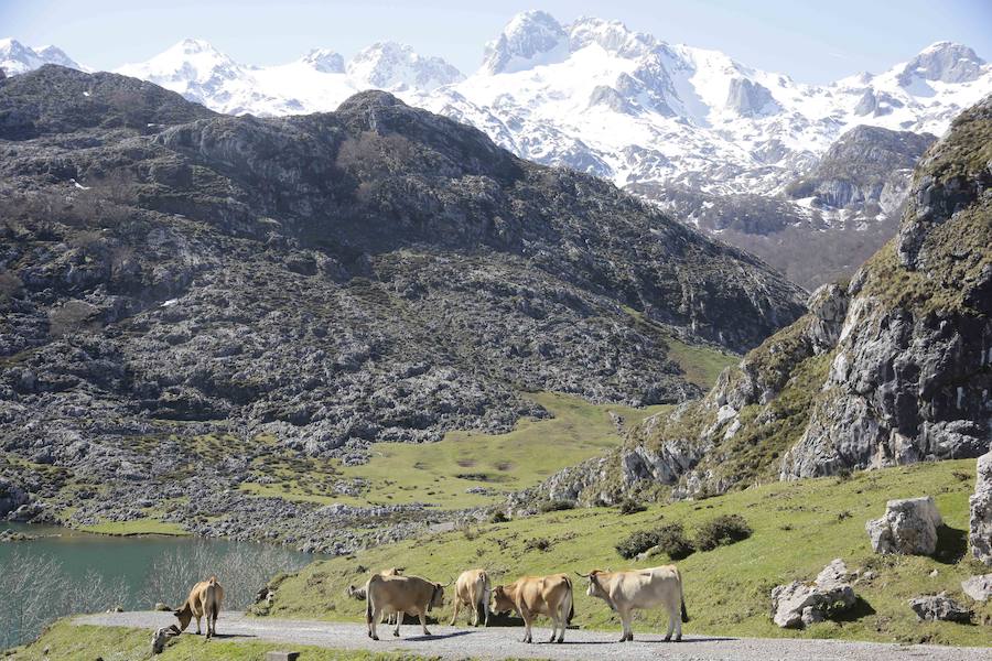 Tradicional subida de las reses a los pastos del Parque Nacional por la carretera de Covadonga a Los Lagos. 