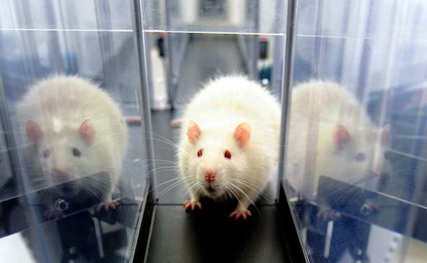 Las condiciones de los animales de laboratorio mejoran en los últimos siete años