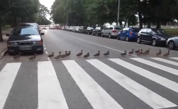 Mamá pato y sus patitos se pasean por Gijón