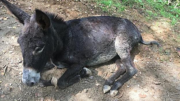 Estado que presenta la burra, en Nava. 