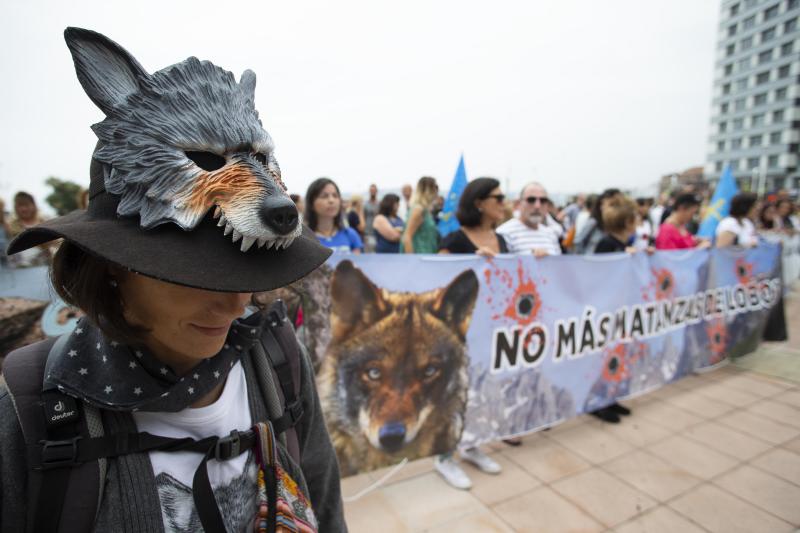Varios grupos ecologistas se han concentrado en Gijón para expresar su rechazo a la caza indiscriminada del lobo. Insisten en que se están matando lobos «de forma empecinada» y que así «no se logra solucionar nada».