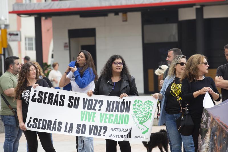 Varios grupos ecologistas se han concentrado en Gijón para expresar su rechazo a la caza indiscriminada del lobo. Insisten en que se están matando lobos «de forma empecinada» y que así «no se logra solucionar nada».