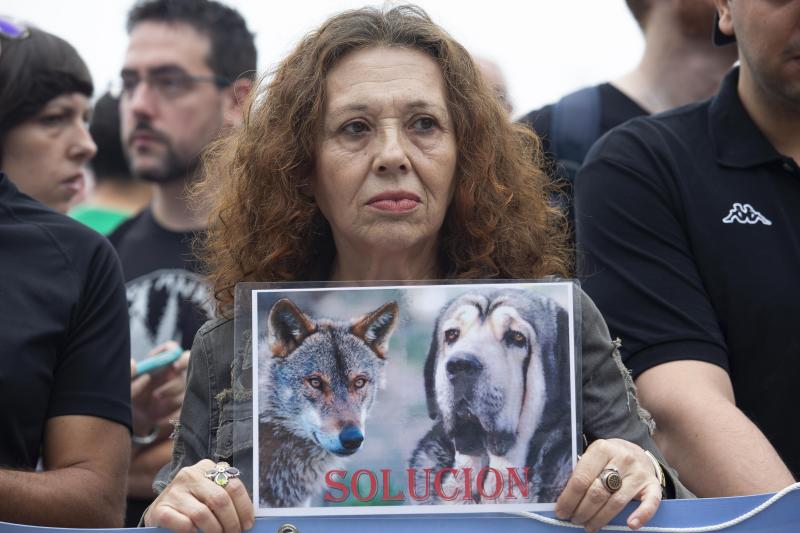 Varios grupos ecologistas se han concentrado en Gijón para expresar su rechazo a la caza indiscriminada del lobo. Insisten en que se están matando lobos «de forma empecinada» y que así «no se logra solucionar nada».