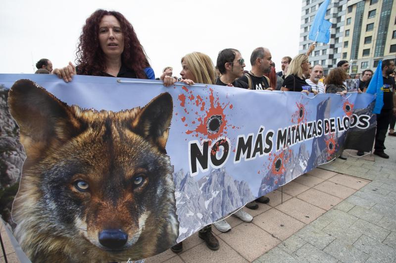 Varios grupos ecologistas se han concentrado en Gijón para expresar su rechazo a la caza indiscriminada del lobo. Insisten en que se están matando lobos «de forma empecinada» y que así «no se logra solucionar nada».