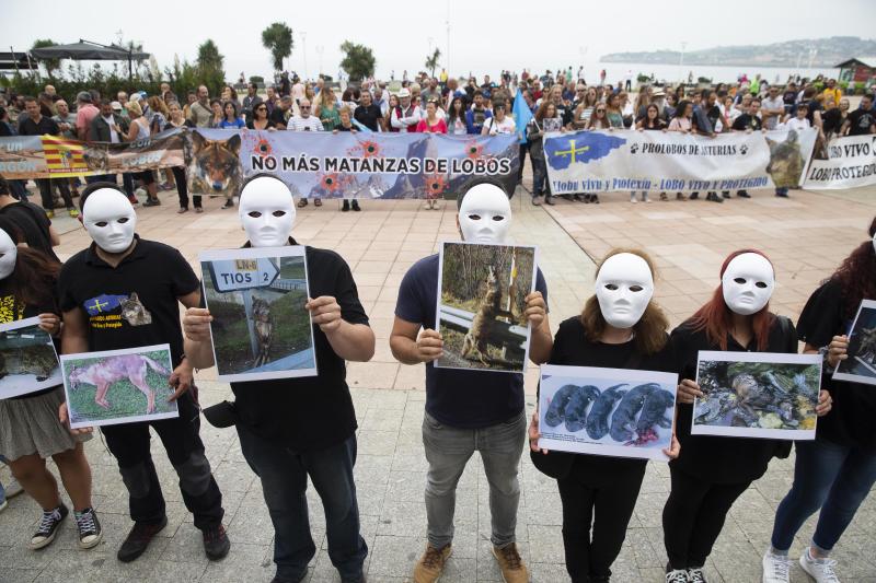Varios grupos ecologistas se han concentrado en Gijón para expresar su rechazo a la caza indiscriminada del lobo. Insisten en que se están matando lobos «de forma empecinada» y que así «no se logra solucionar nada».
