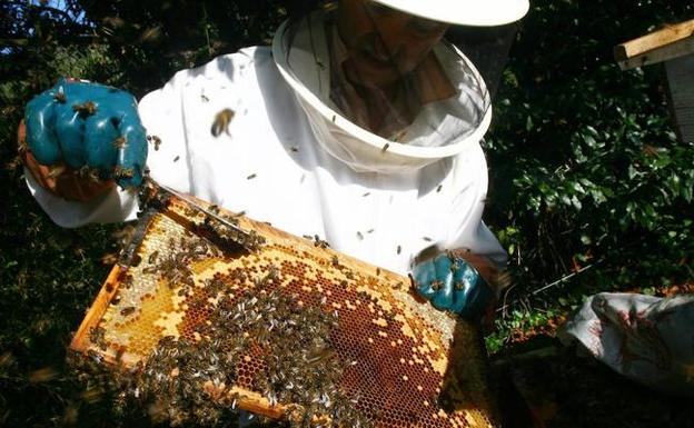 Los productores tachan de «catastrófica» la campaña de la miel por la lluvia