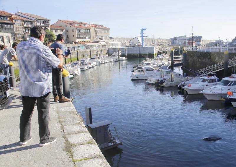 Un delfín se ha colado en el interior de la infraestructura portuaria, hasta la zona de amarre de las embarcaciones deportivas.