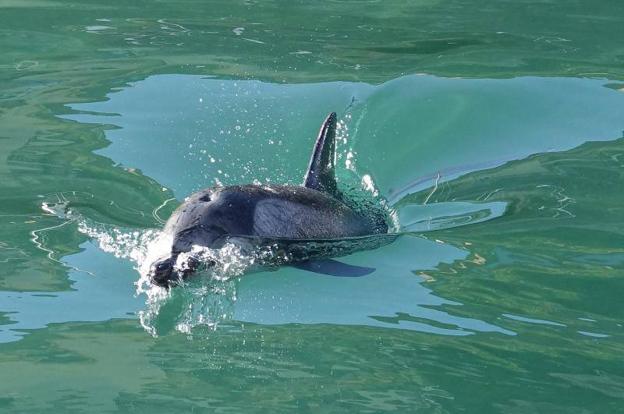 La angustiosa situación del delfín que llegó al puerto de Llanes