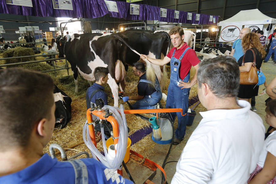 La feria del campo, que reúne mil animales y cientos de expositores, celebra el concurso de estas reses.