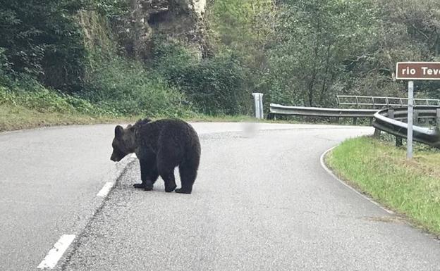 Osezno visto este sábado entre Caranga y San Martín de Teverga.