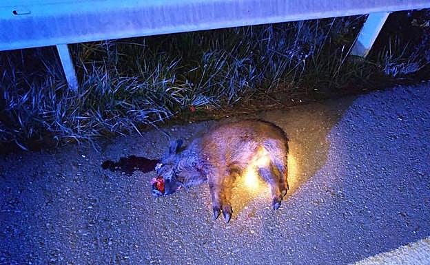 Uno de los ejemplares atropellados.