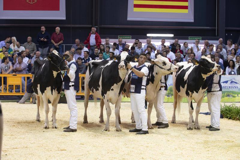 Las reses de la explotación gozoniega arrasa en el concurso de frisonas y la vaca 'Koketa' revalida el título del pasado año.