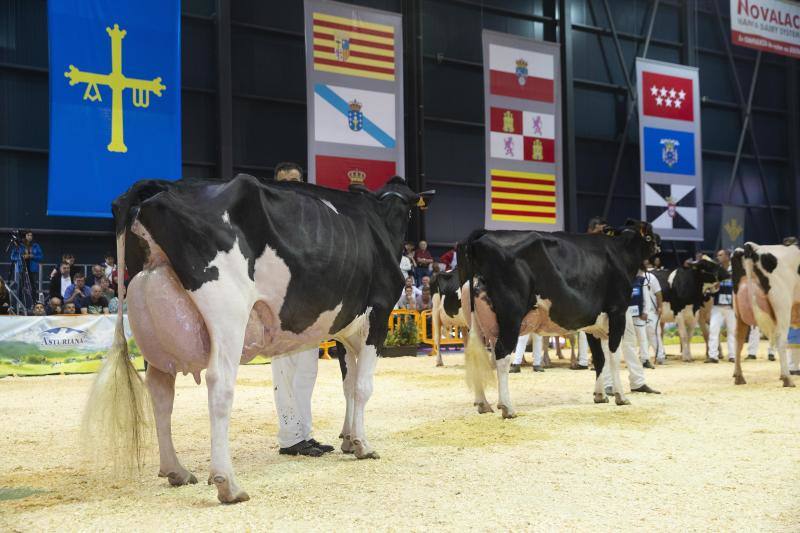 Las reses de la explotación gozoniega arrasa en el concurso de frisonas y la vaca 'Koketa' revalida el título del pasado año.
