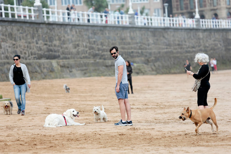 El arenal gijonés de San Lorenzo vuelve a estar disponible para los perros. Hasta el próximo 1 de mayo, podrán disfrutar de las aguas y de la arena entre las escaleras 2 y 8. 